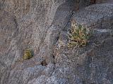 Death Valley 017 : Vermont Canoe Spring